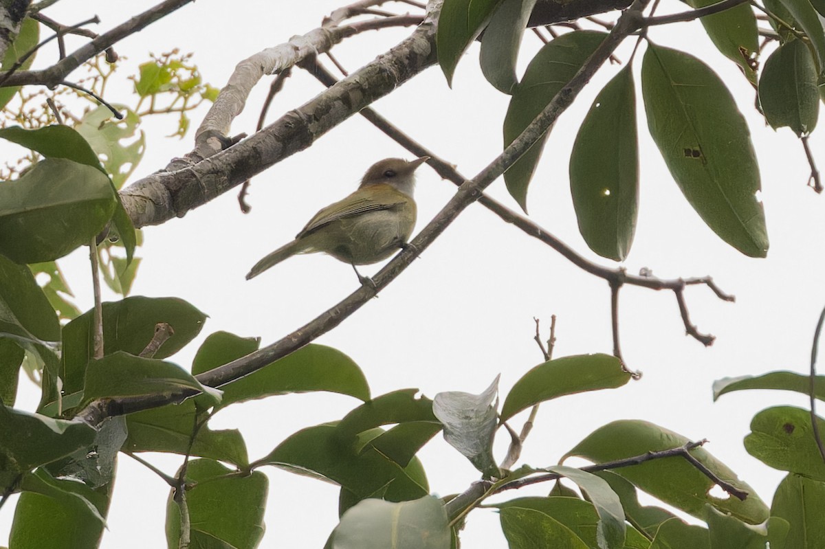 Rufous-naped Greenlet - ML617462975