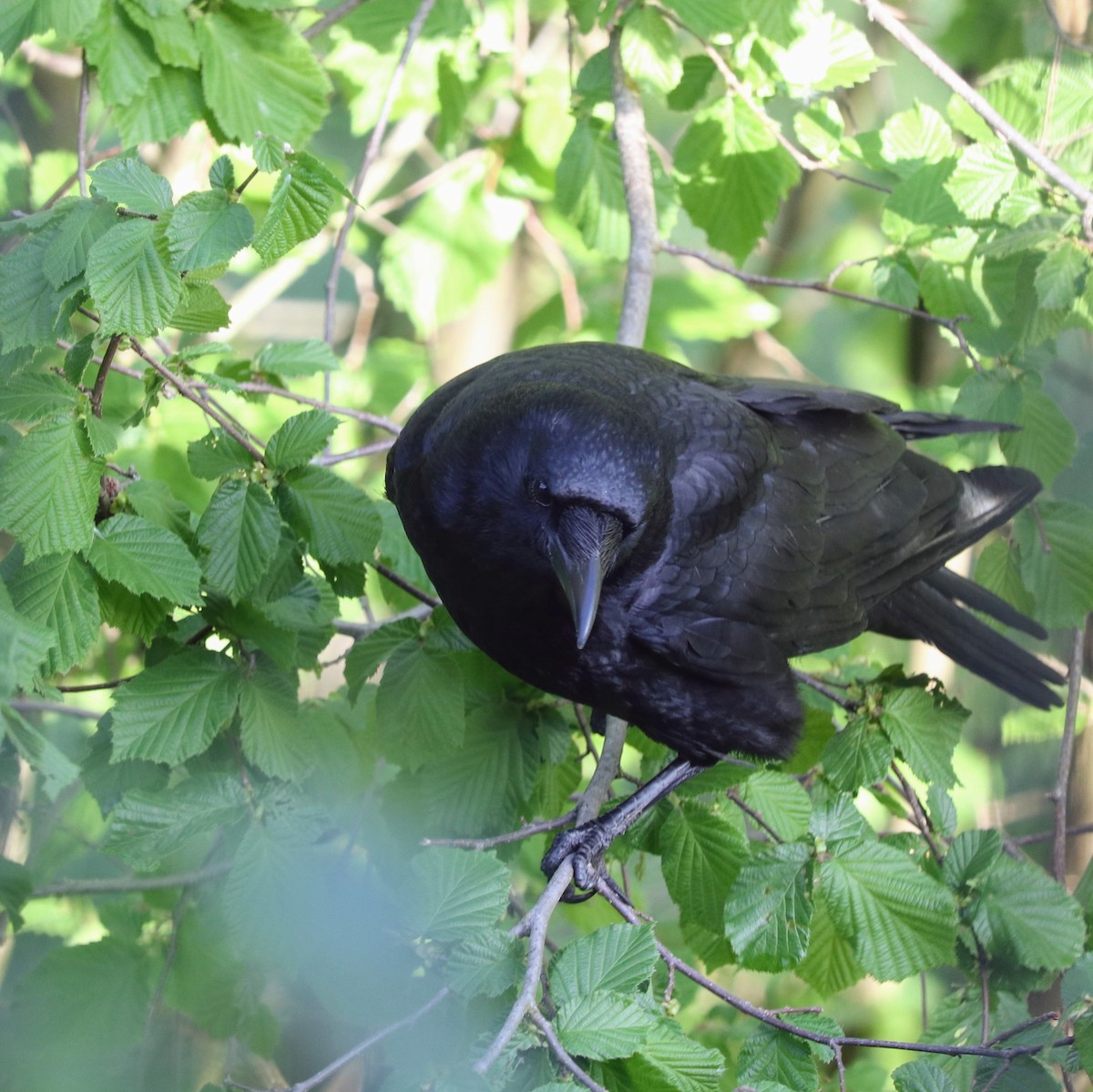 Carrion Crow - ML617462982