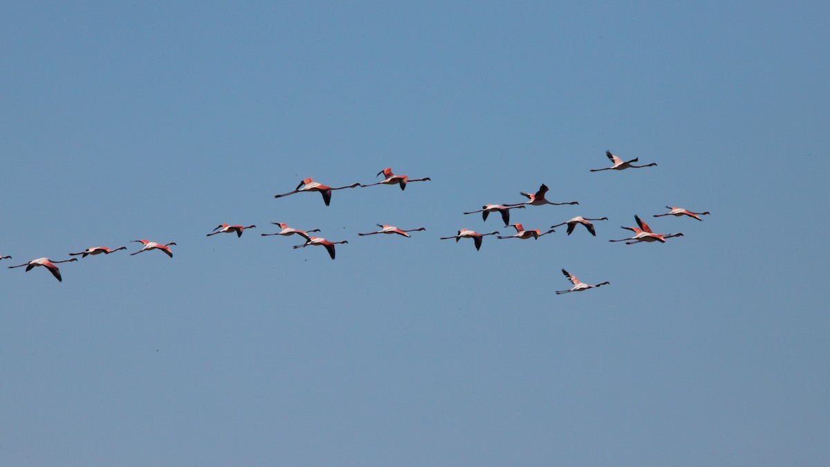 Greater Flamingo - ML617463090