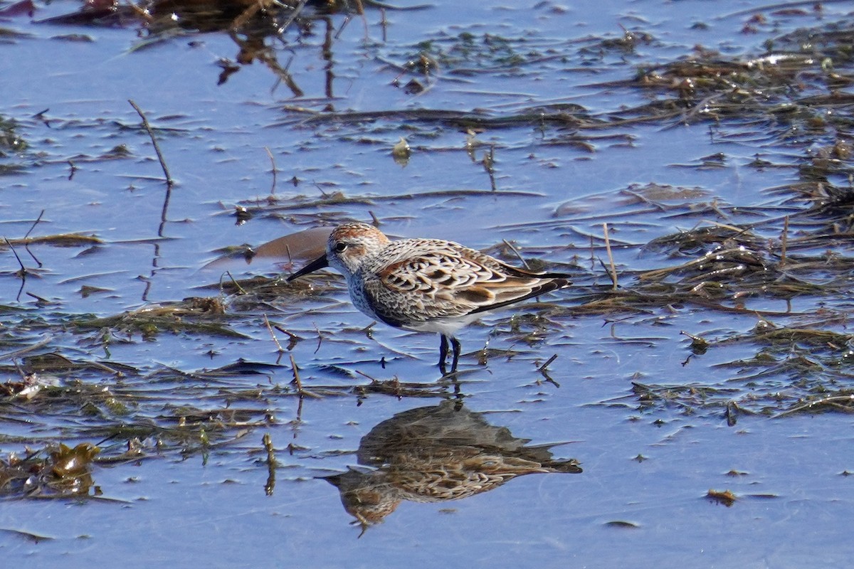 Western Sandpiper - ML617463134