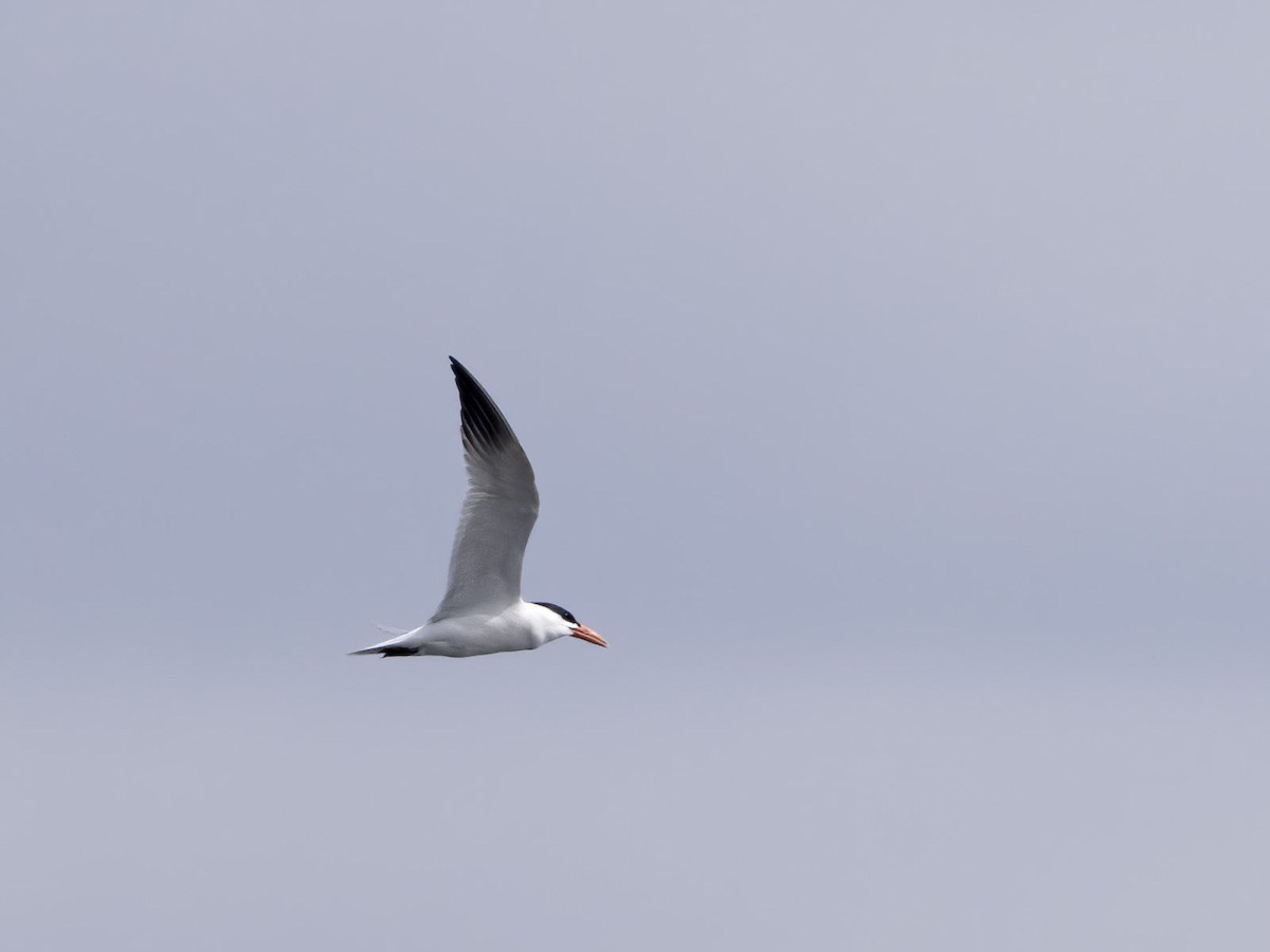 Caspian Tern - ML617463139