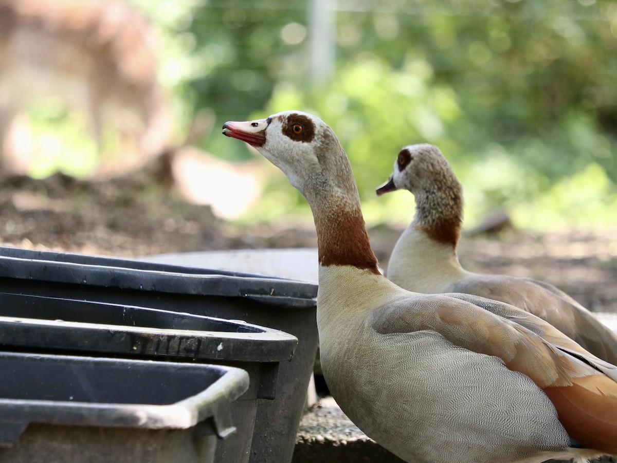 Egyptian Goose - ML617463155