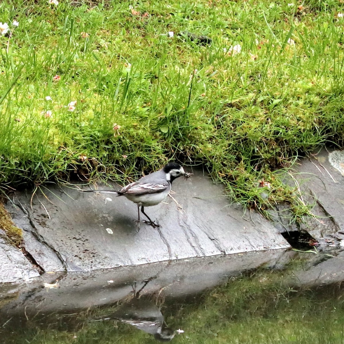 White Wagtail - ML617463156