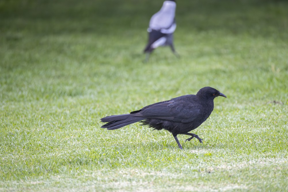 White-winged Chough - ML617463158