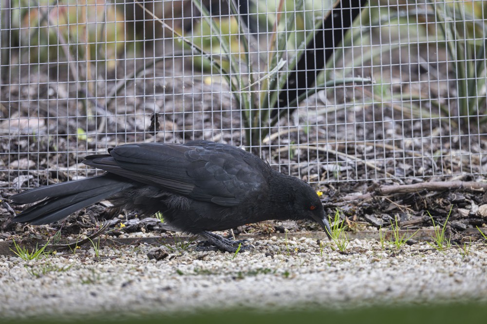 White-winged Chough - ML617463159