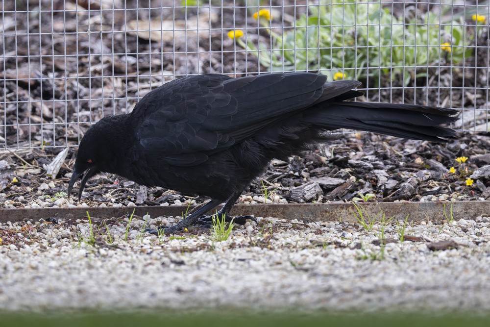 White-winged Chough - ML617463160