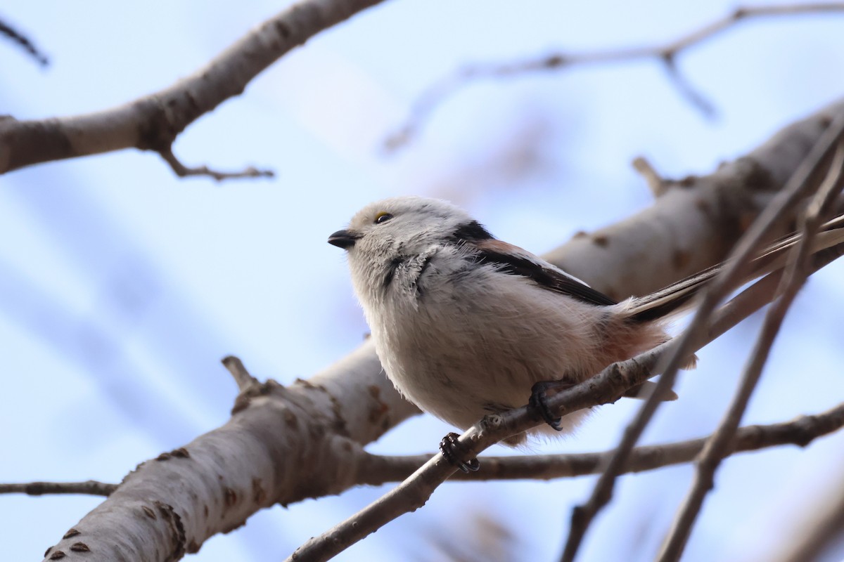 Long-tailed Tit (caudatus) - Akinori Miura