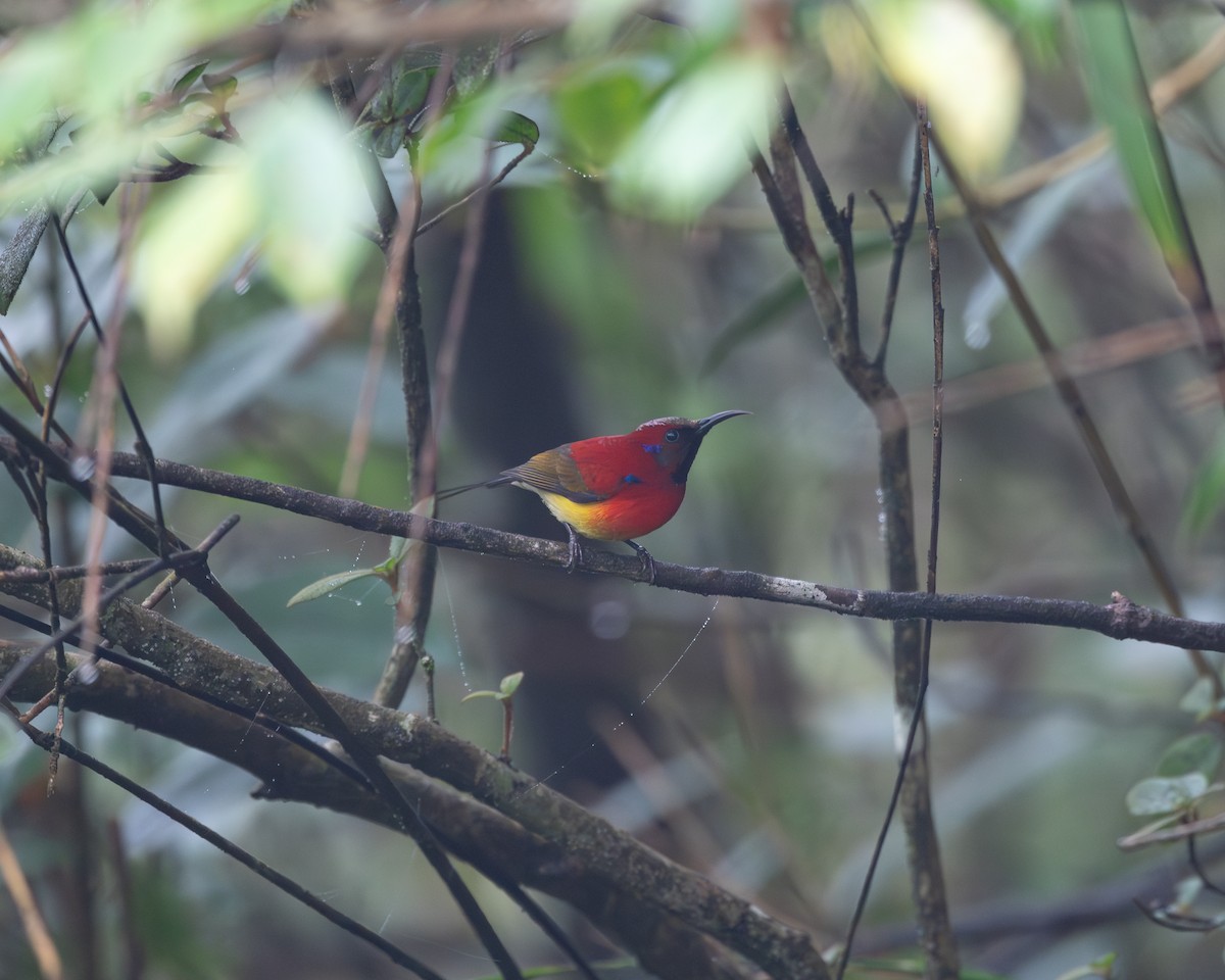 Mrs. Gould's Sunbird (Scarlet-breasted) - ML617463195