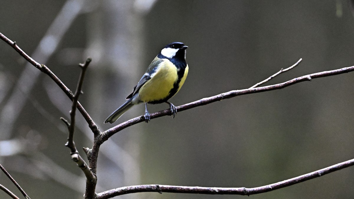 Mésange charbonnière - ML617463233