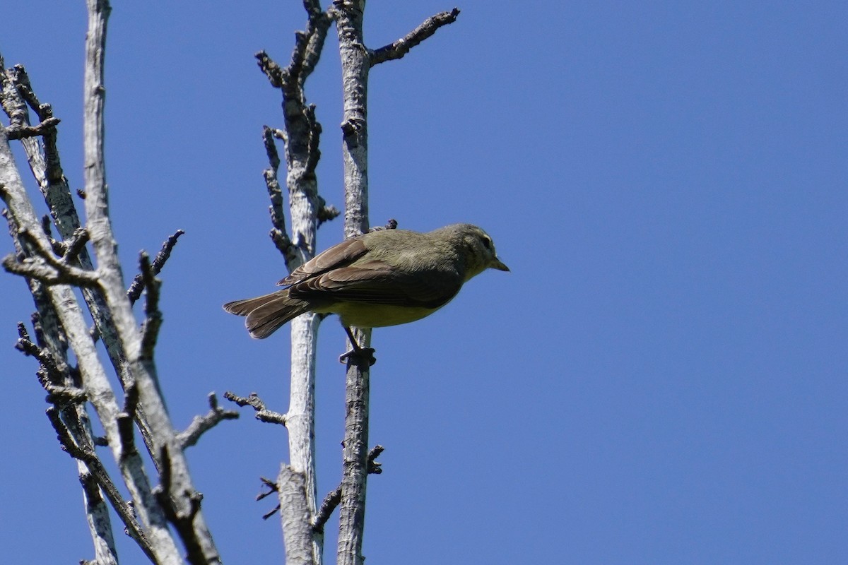 Warbling Vireo - ML617463268