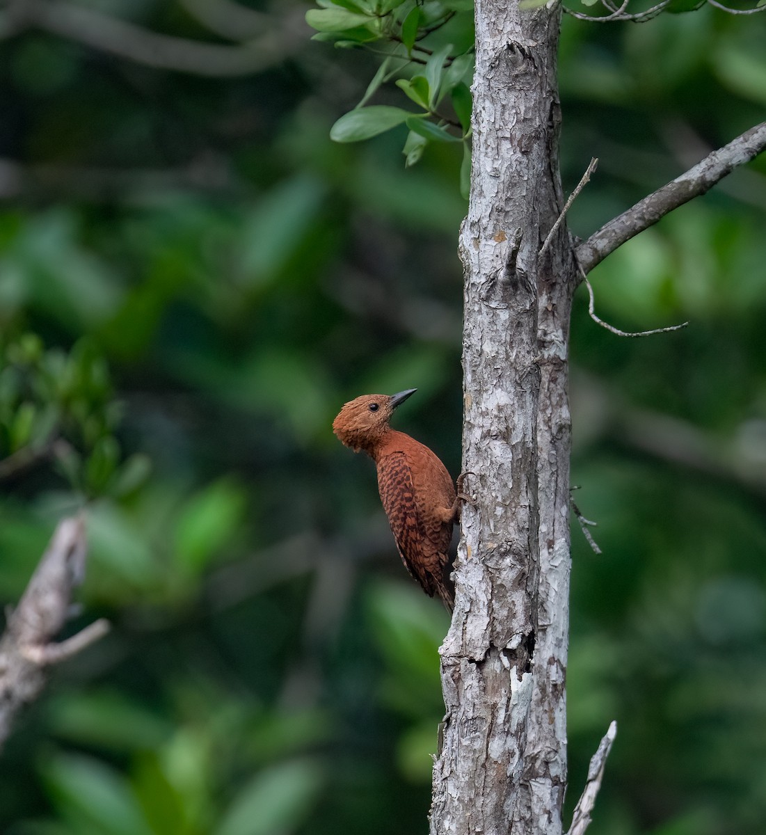 Rufous Woodpecker - ML617463343