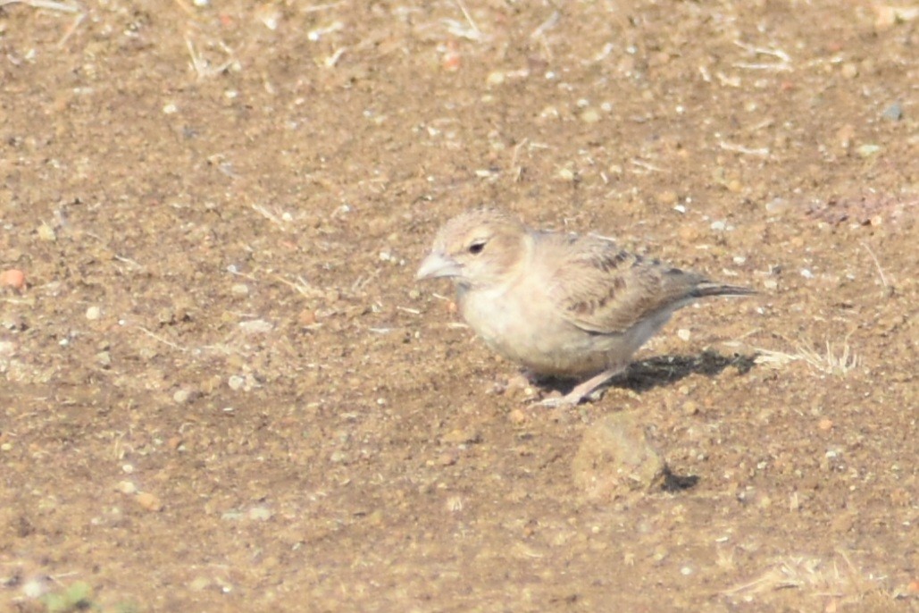 Ashy-crowned Sparrow-Lark - Aamir Nasirabadi