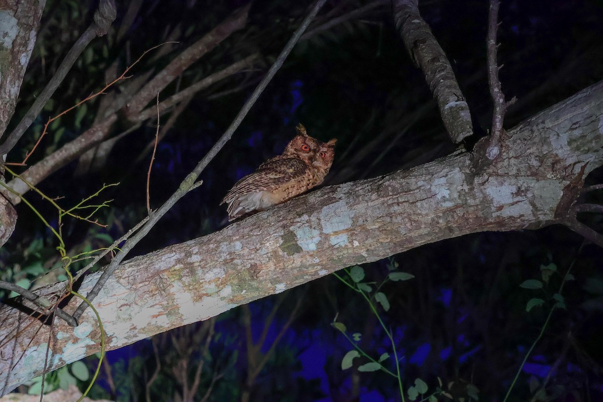 Japanese Scops-Owl - ML617463424