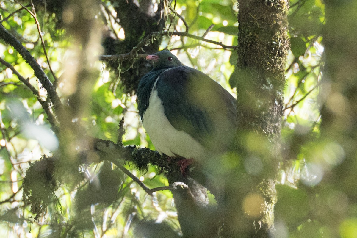 New Zealand Pigeon - Ashok Kolluru