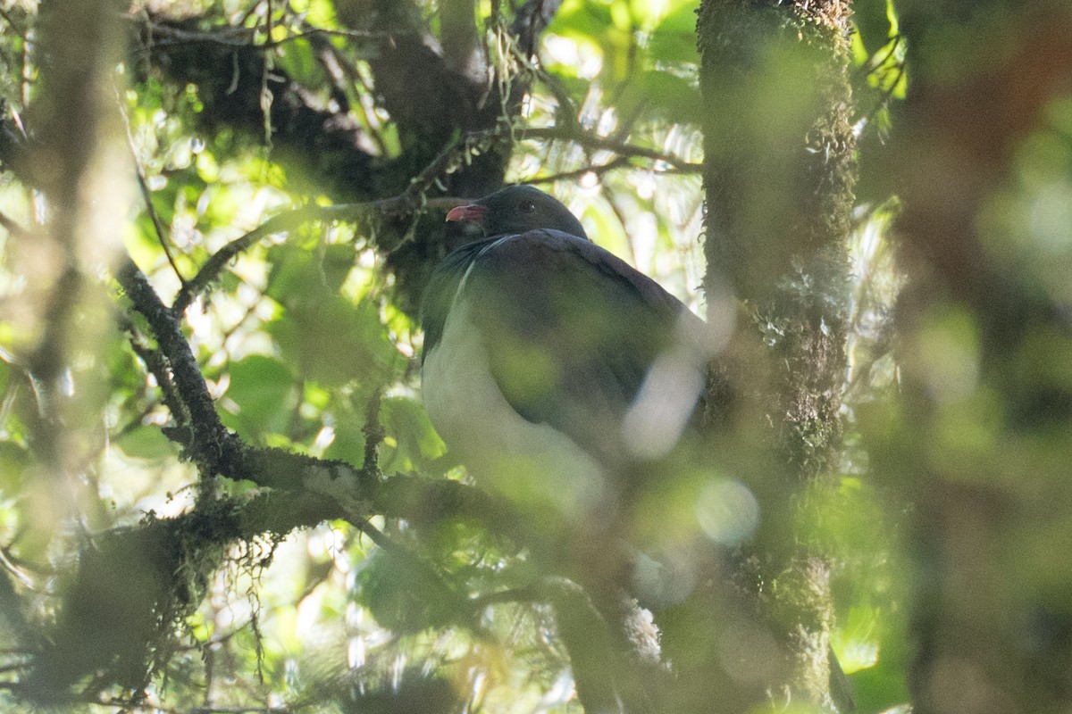 holub maorský - ML617463430