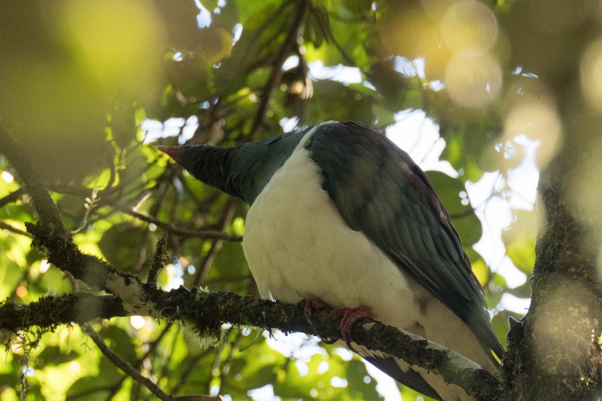 New Zealand Pigeon - Ashok Kolluru