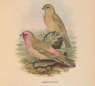 Pale Rosefinch - ML617463439