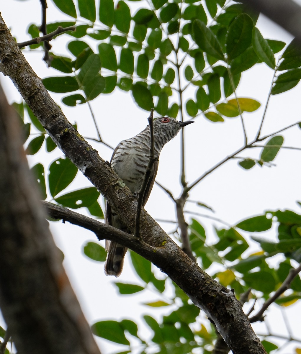 Little Bronze-Cuckoo - Chien N Lee