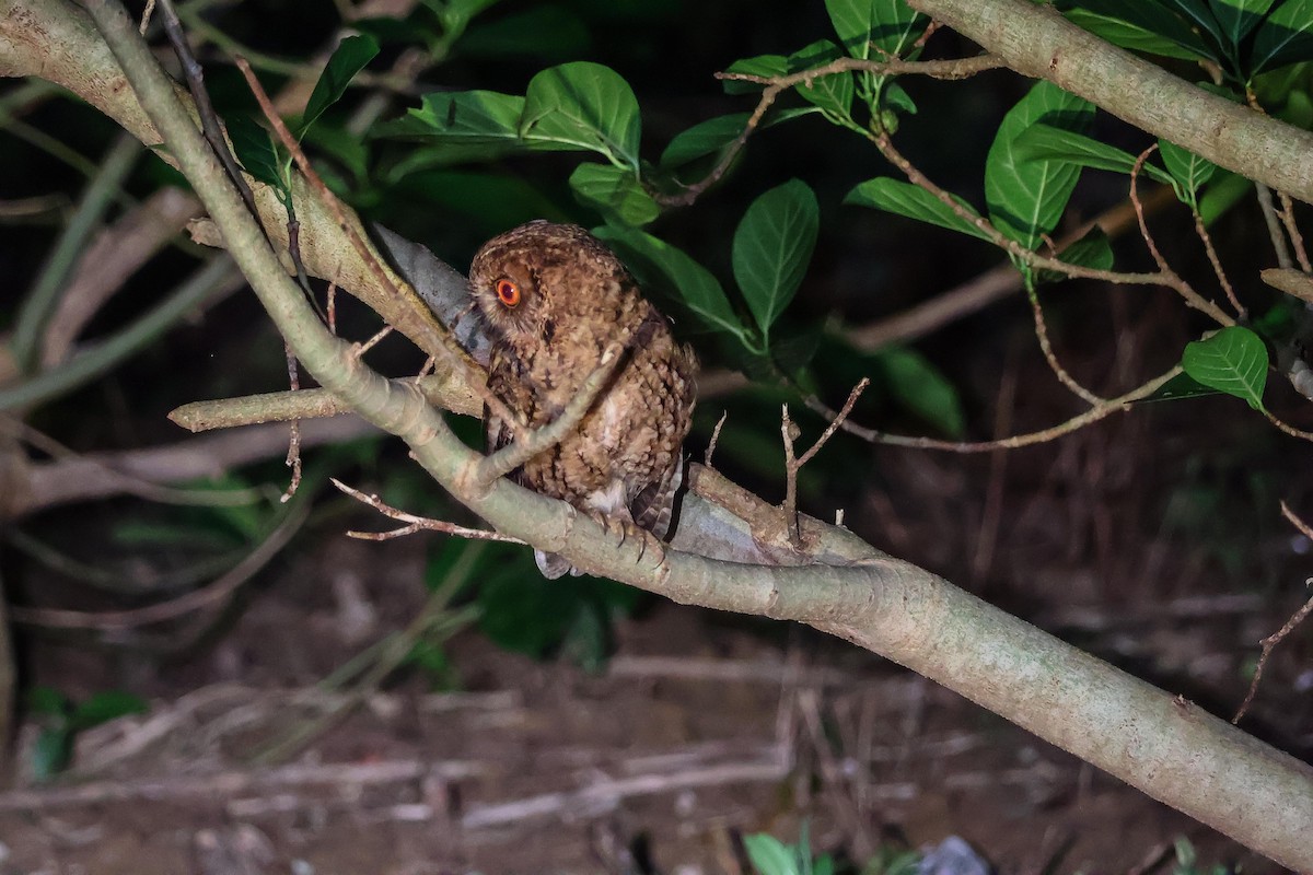 Japanese Scops-Owl - ML617463450