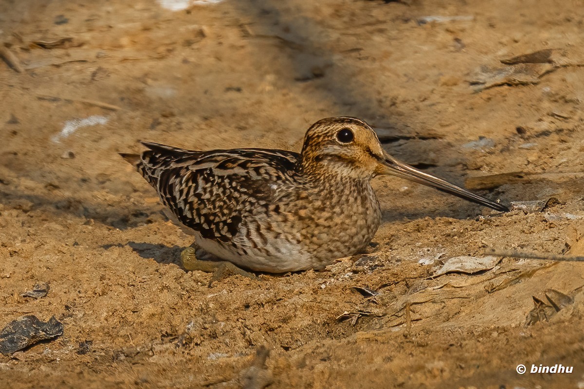 Pin-tailed Snipe - ML617463478