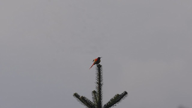 Feuerschwanz-Nektarvogel - ML617463500