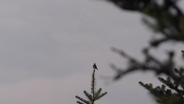 ヒガラ - ML617463509