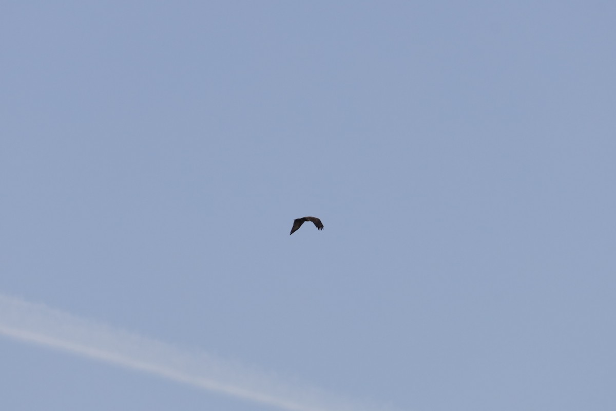 Беркут/Белоголовый орлан - ML617463524