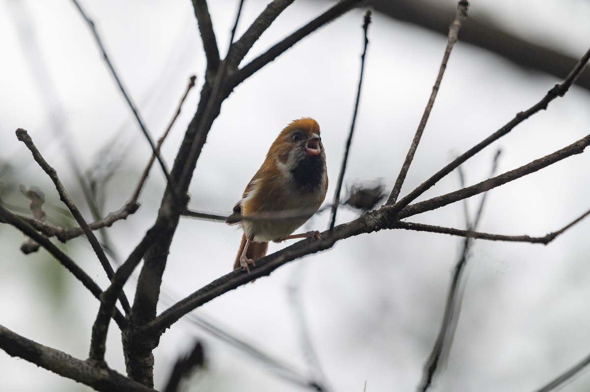 Golden Parrotbill - Linn sherwin