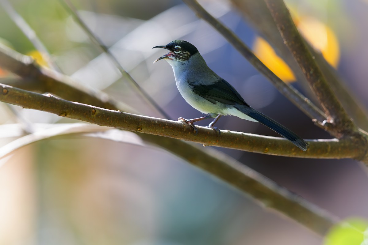 Black-headed Sibia (Lang Bian) - ML617463554