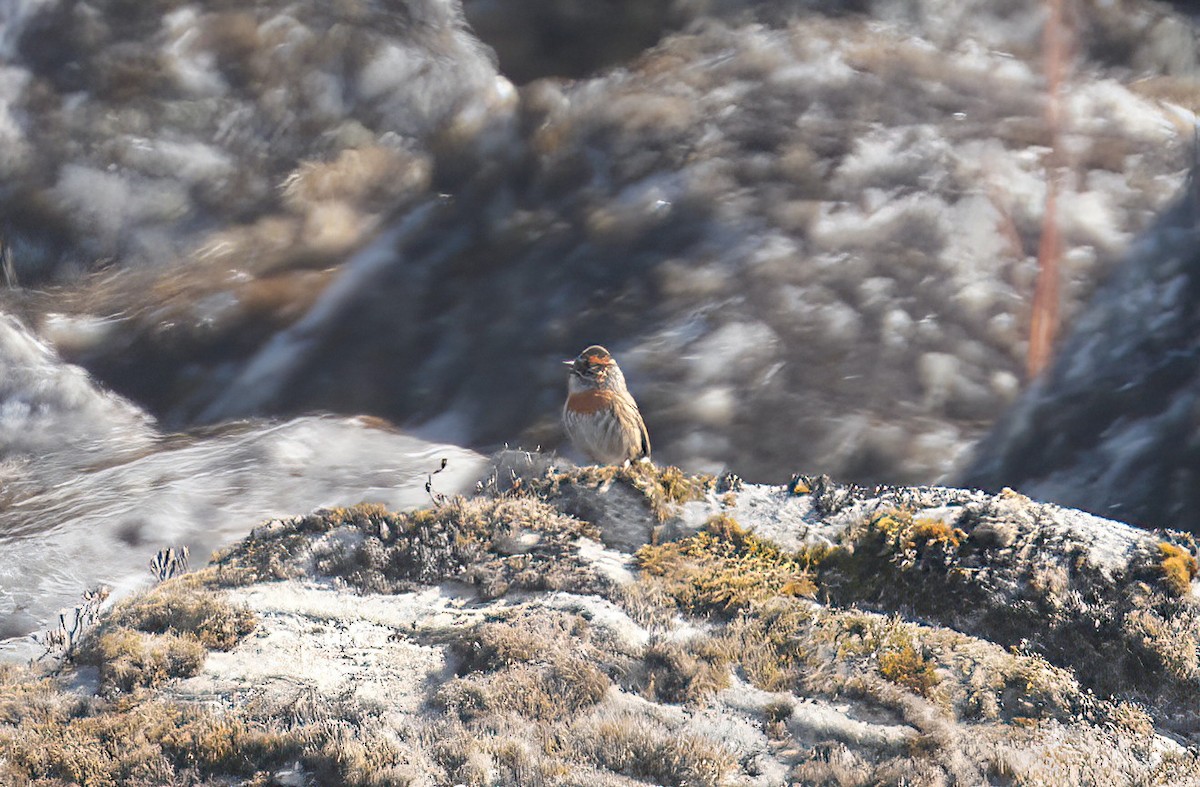 Rufous-breasted Accentor - Sudip Simha