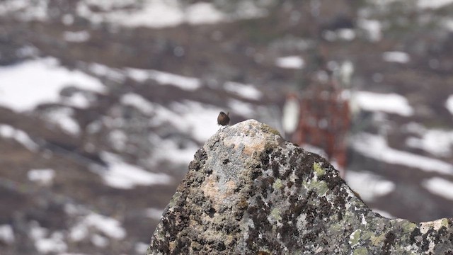 Eurasian Wren - ML617463576