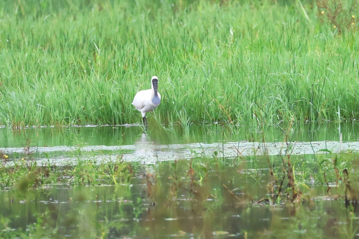 Royal Spoonbill - ML617463612