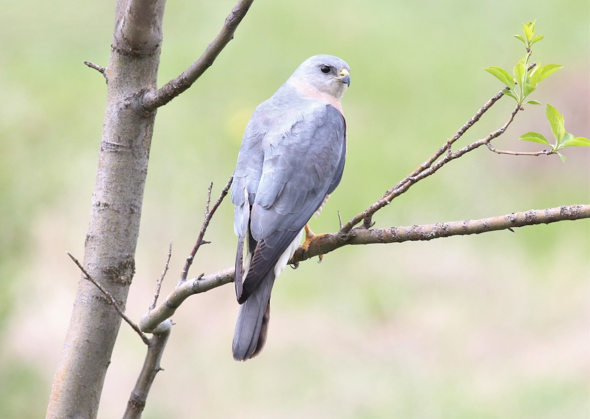 Levant Sparrowhawk - ML617463630