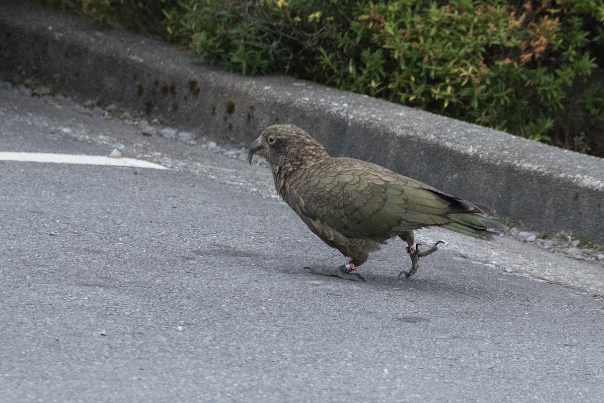 Kea - ML617463646