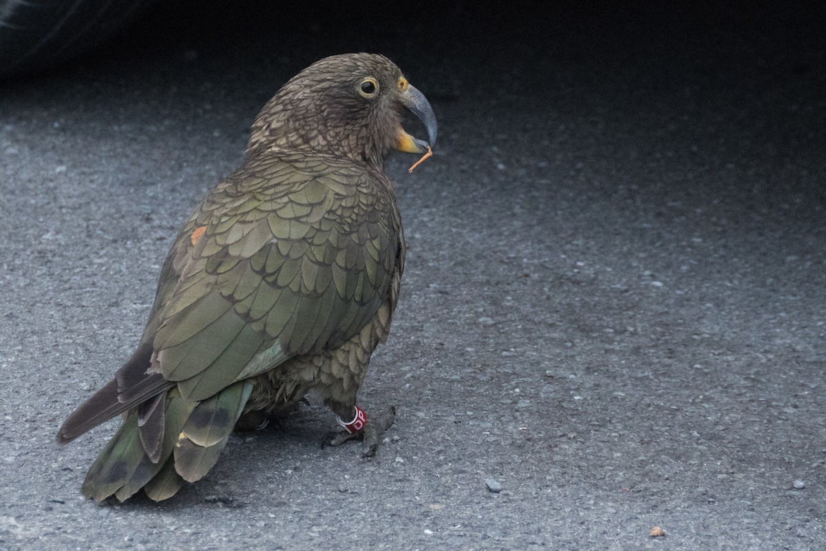 Kea - ML617463647