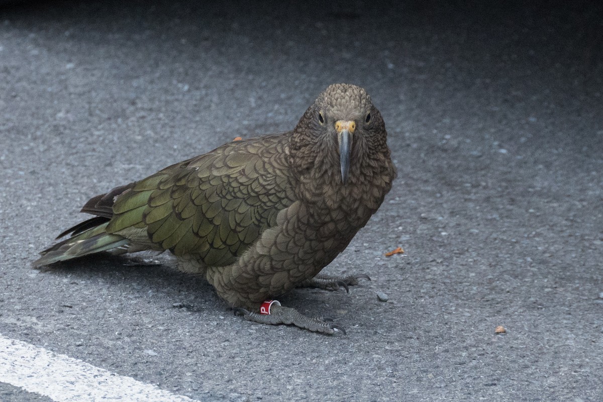 Kea - ML617463649