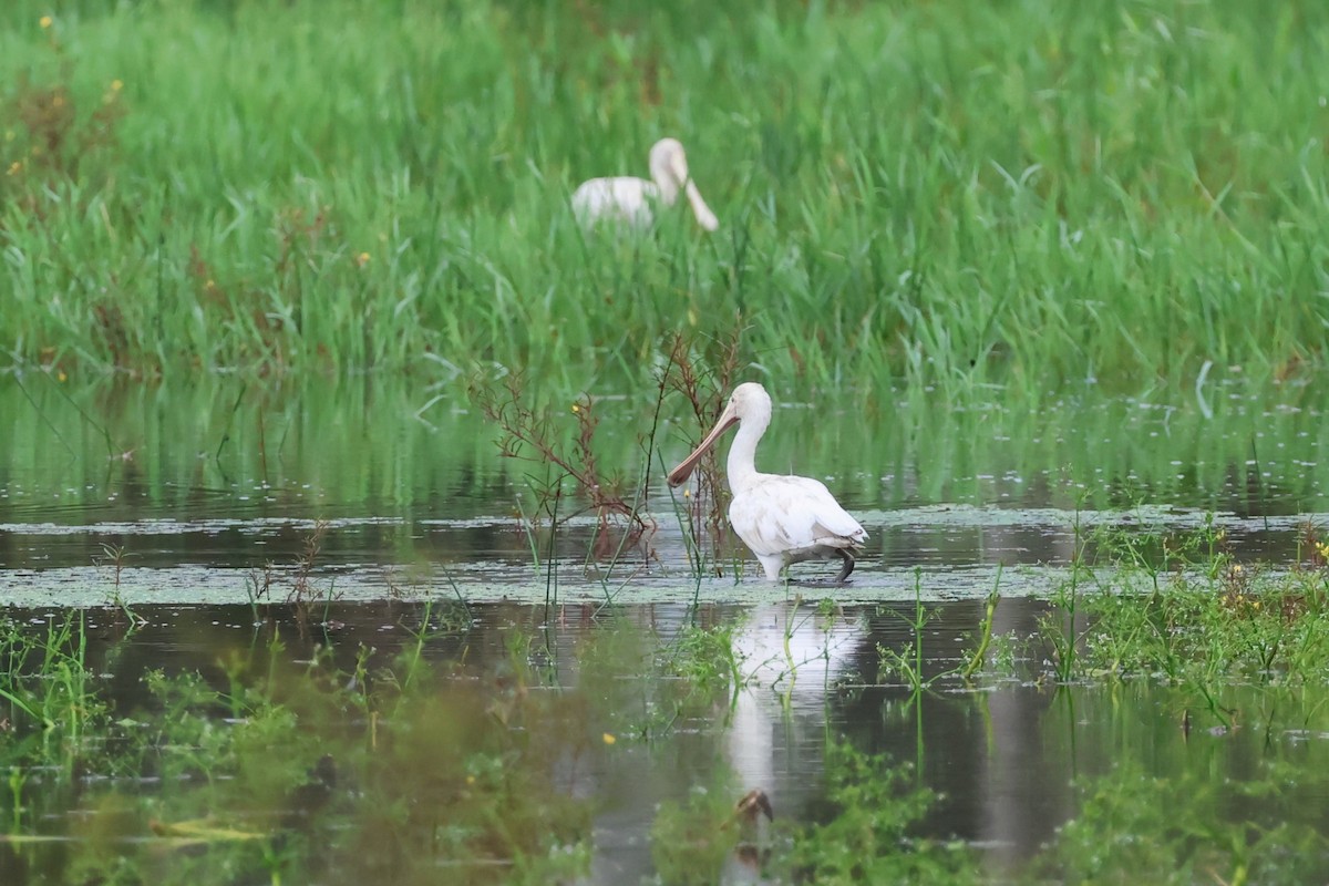 Yellow-billed Spoonbill - ML617463702