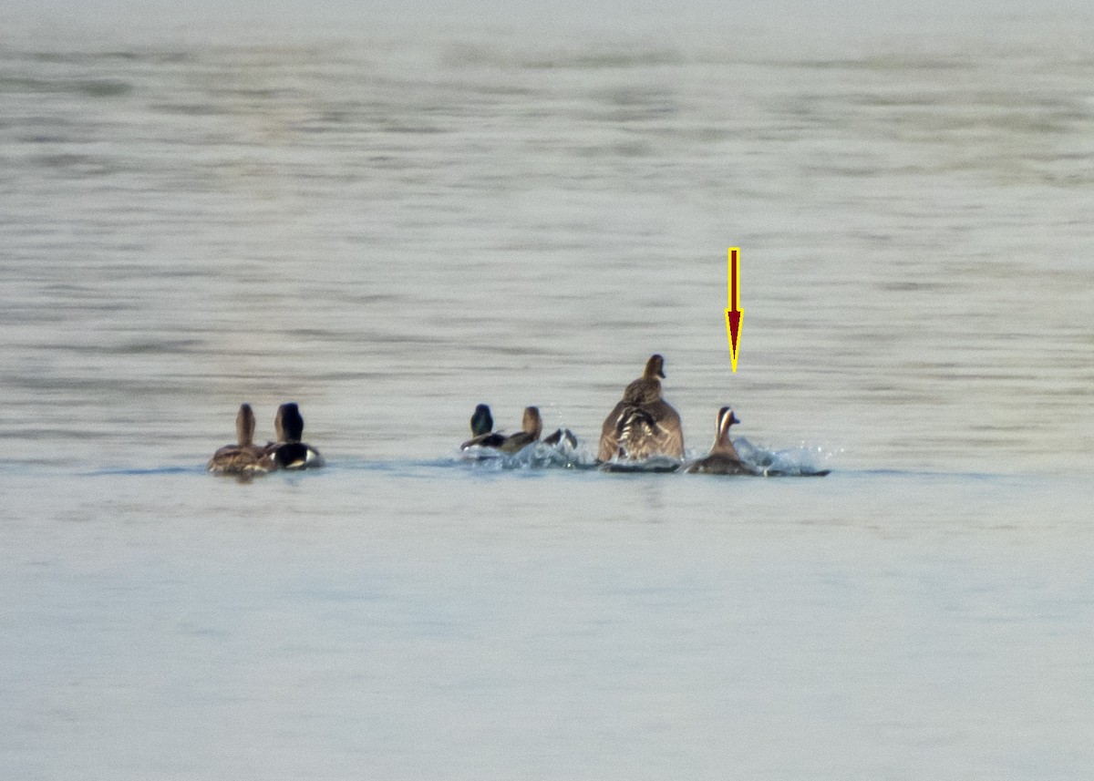 Garganey - Shahrzad Fattahi