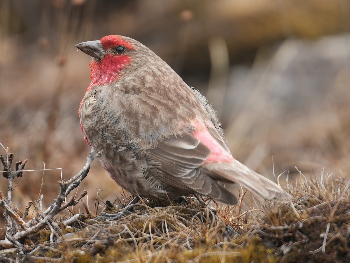 Red-fronted Rosefinch - ML617463752