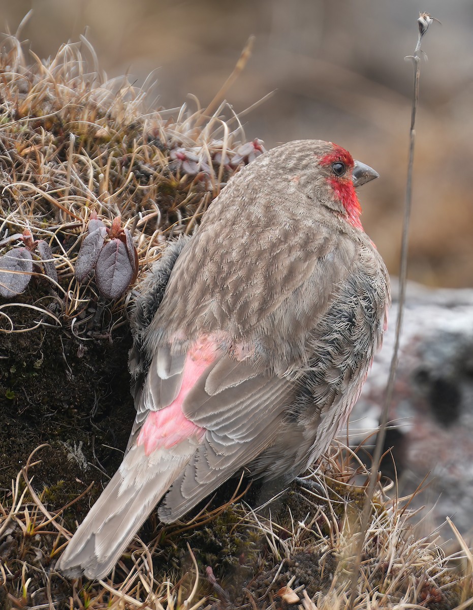 Red-fronted Rosefinch - ML617463753