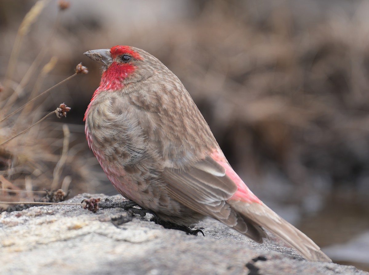 Red-fronted Rosefinch - ML617463754