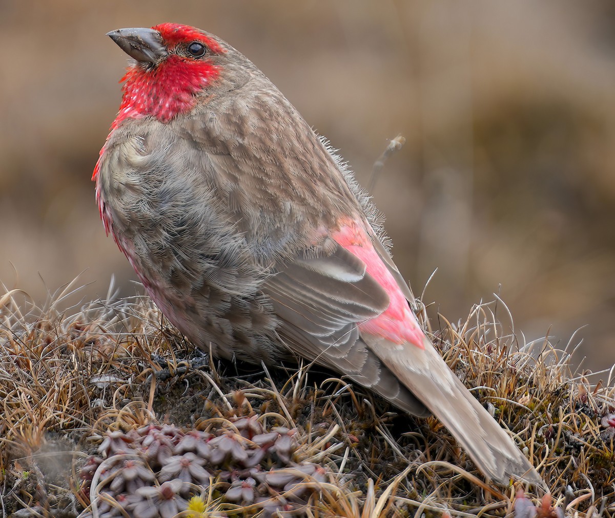 Red-fronted Rosefinch - ML617463755