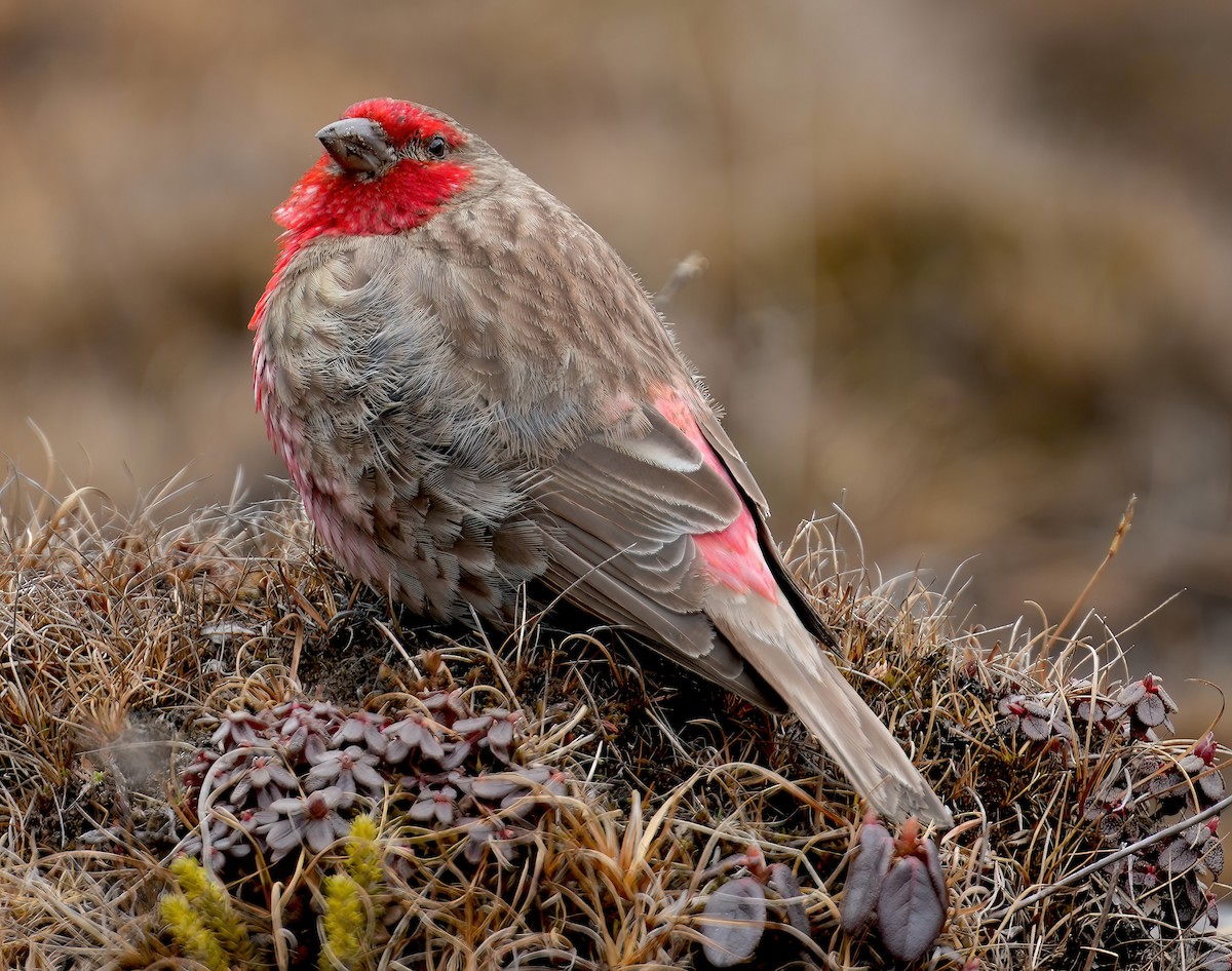 Roselin à gorge rouge - ML617463757