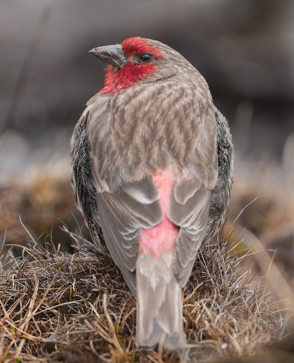 Red-fronted Rosefinch - ML617463758