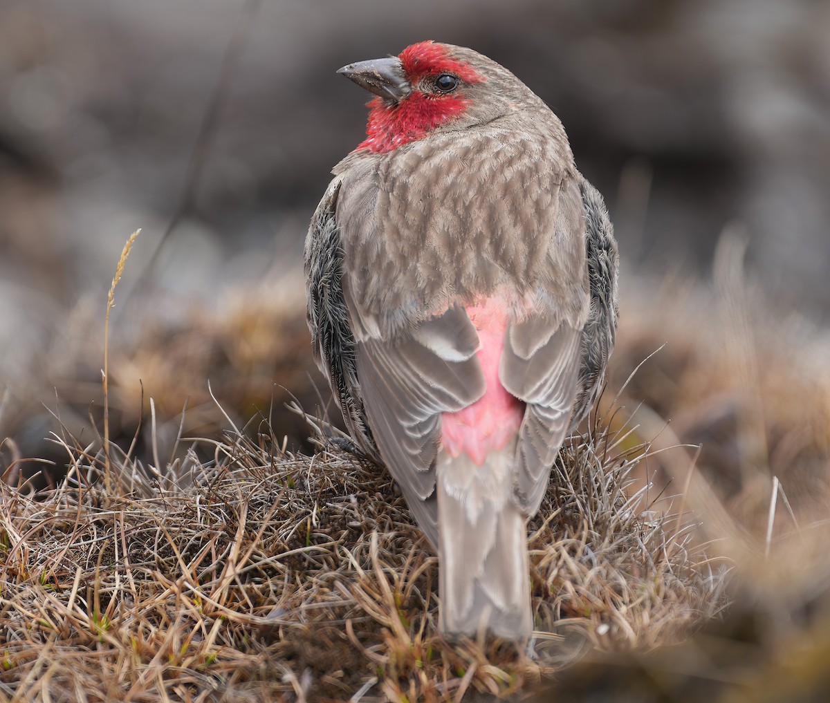 Red-fronted Rosefinch - ML617463761