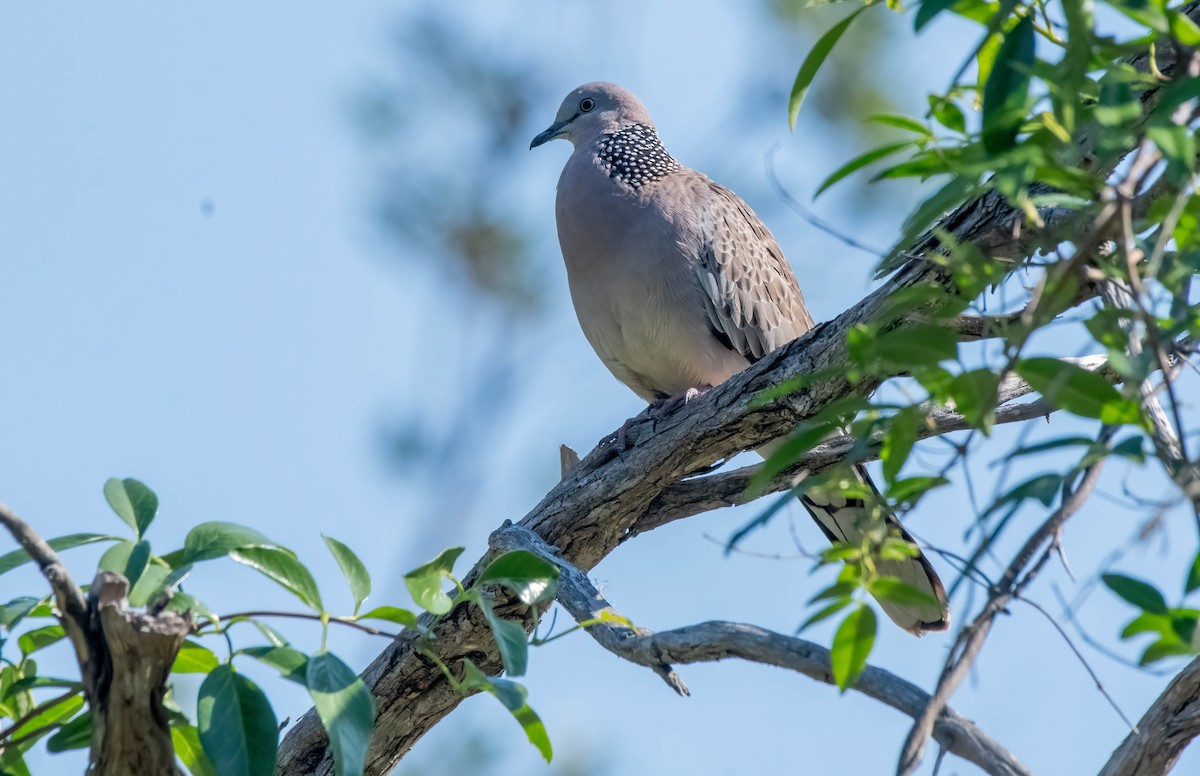 珠頸斑鳩 - ML617463779