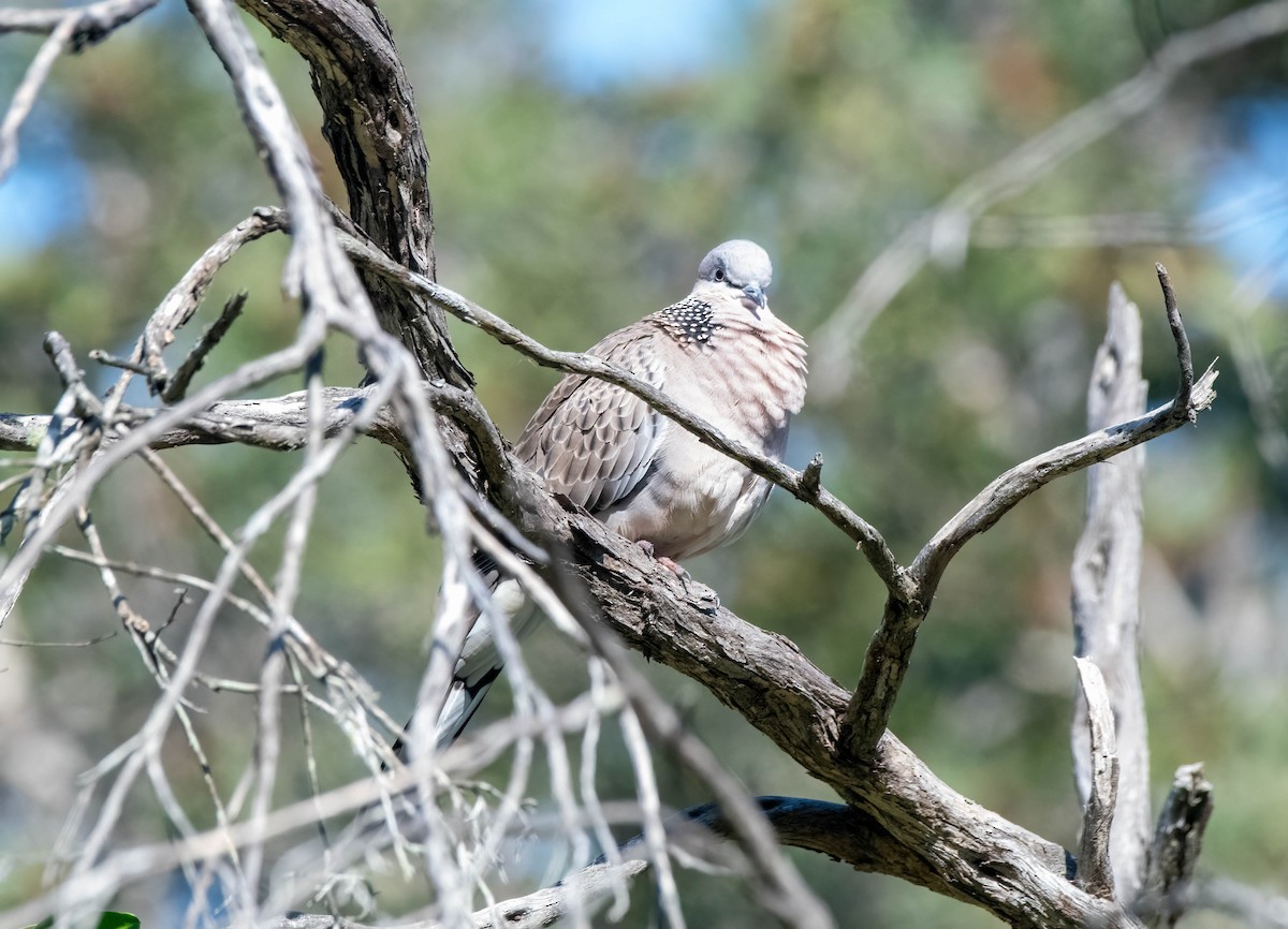 Spotted Dove - ML617463780