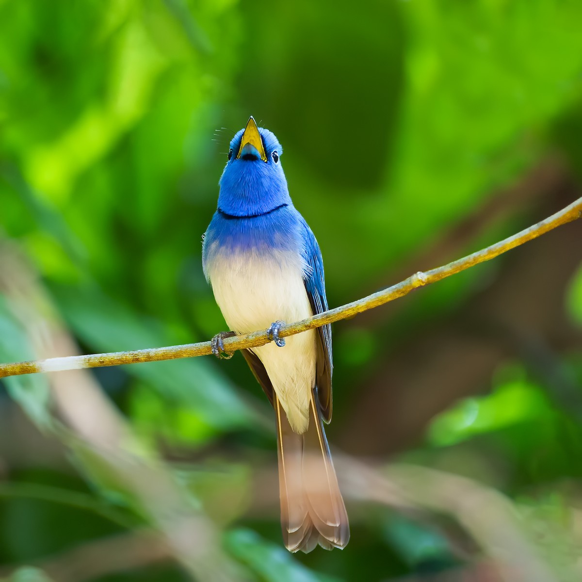 Black-naped Monarch - ML617463782