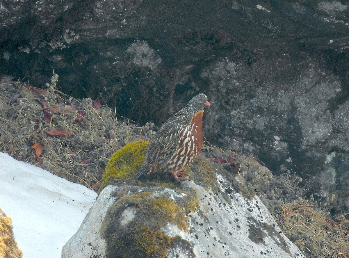 Snow Partridge - ML617463784