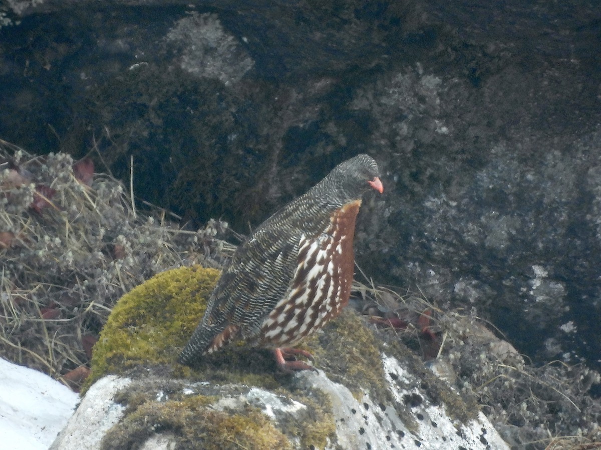 Snow Partridge - Sudip Simha